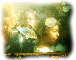 Student Looking Through Fish Tank