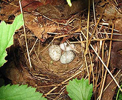 Oven Bird Nest