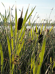 Reeds