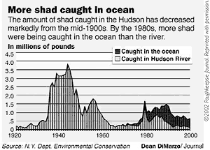 More shad caught in ocean