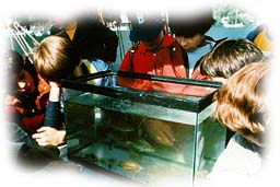 Fish Tank