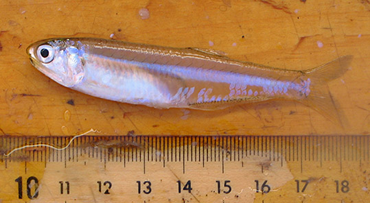Clearwater's Key to Common Hudson River Fishes