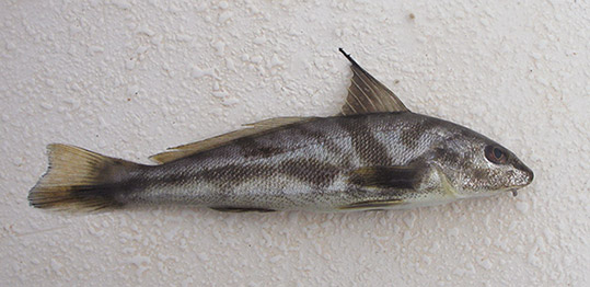 Northern Kingfish