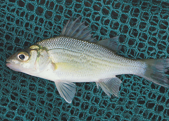 White Perch (Adult)