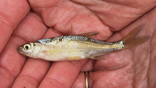 Clearwater's Key to Common Hudson River Fishes