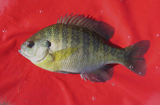 Sunfish (Bluegill Adult)
