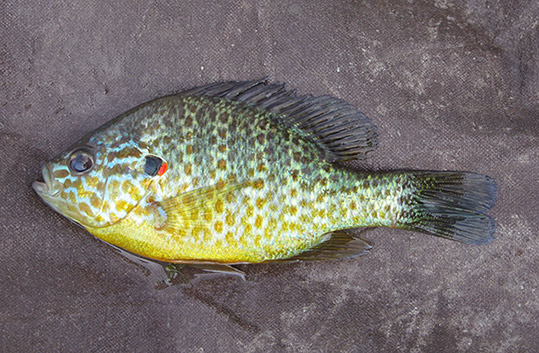 Sunfish (Pumpkinseed Adult)