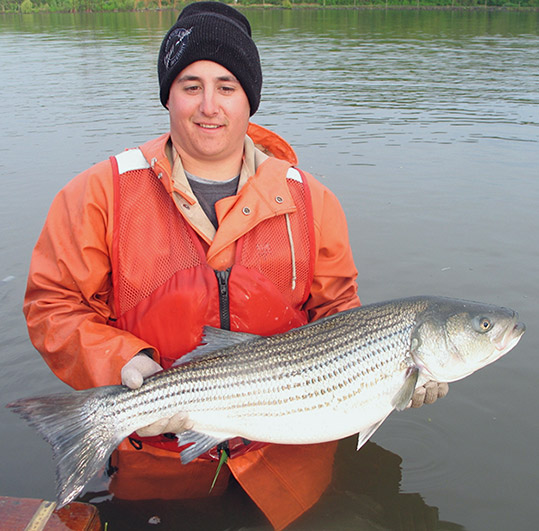 Striped Bass (Adult)