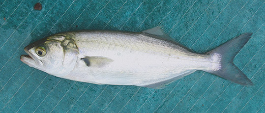 Bluefish (Snapper)